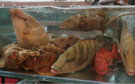 New Study Sheds Light on the Dark Side of Hong Kong’s Lucrative Live Reef Fish Food Trade