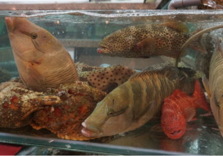 New Study Sheds Light on the Dark Side of Hong Kong’s Lucrative Live Reef Fish Food Trade
