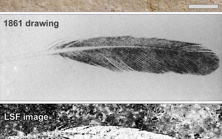 HKU imaging technology shows first discovered fossil feather  did not belong to iconic bird Archaeopteryx