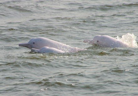 HKU scientists find high concentrations of toxic phenyltin compounds in local Chinese white dolphins and finless porpoises, confirming their biomagnification through marine food chains