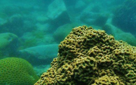 HKU study unlocks the secret of corals’ tolerance to climate change: their diet