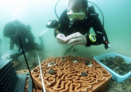 HKU architects and marine scientists co-develop novel 3D printed ‘reef tiles’ to repopulate coral communities and conserve biodiversity in Hong Kong