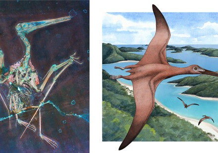 Muscular Wing-Body Junction Improved Pterosaur Flight Performance 