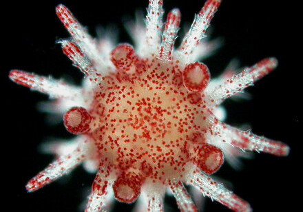 HKU marine scientists unveil sea urchin's secret to surviving marine heatwaves