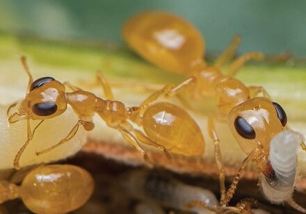 HKU Initiates Global Ant Census, At Least Twenty Quadrillion Ants Dominate The Global Ecosystems