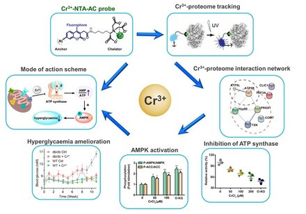 New Insights into Glucose Metabolism: Targeting ATP Synthase with Chromium (III) Nutritional Supplement for Improved Blood Sugar Control