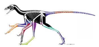 Figure 1. Reconstructed body outline of the bird-like feathered dinosaur Anchiornis