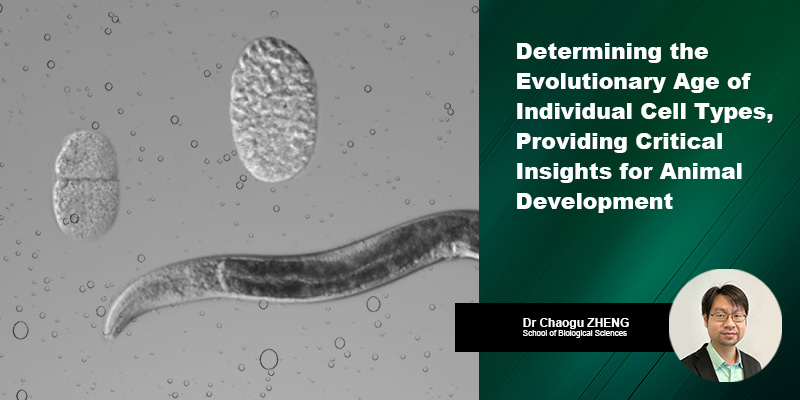 Determining the Evolutionary Age of Individual Cell Types Providing Critical Insights for Animal Development