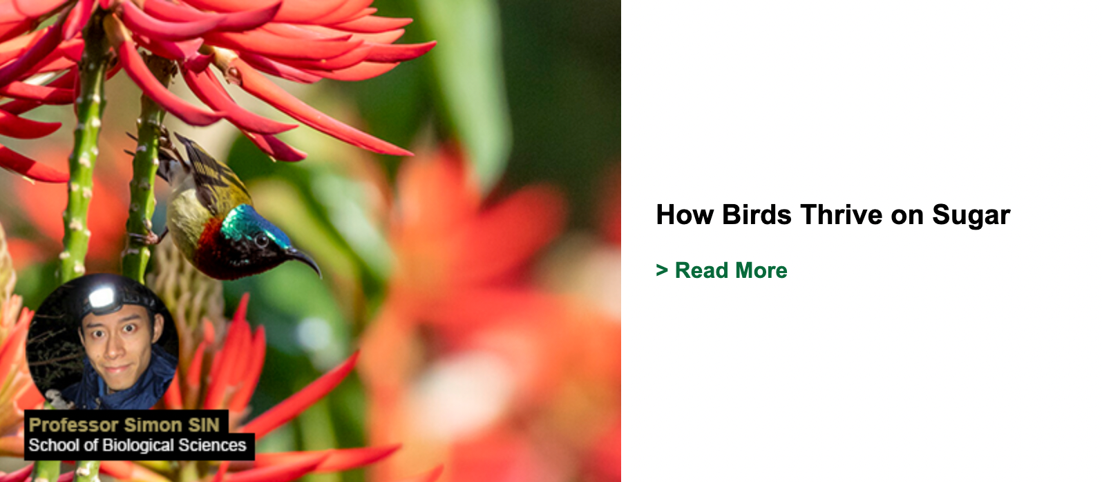 How Birds Thrive on Sugar
