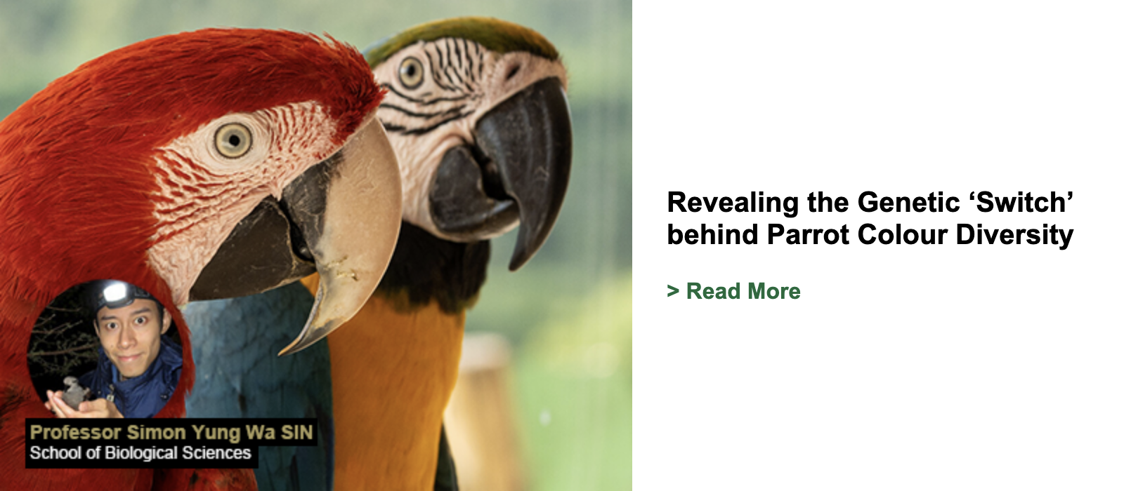 Revealing the Genetic ‘Switch’ Behind Parrot Colour Diversity