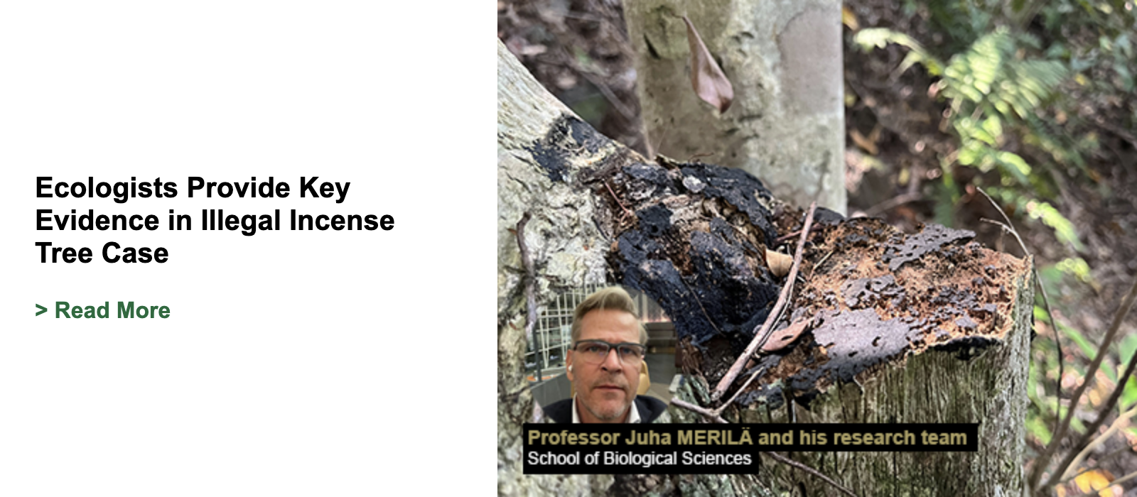 Ecologists Provide Key Evidence in Illegal Incense Tree Case