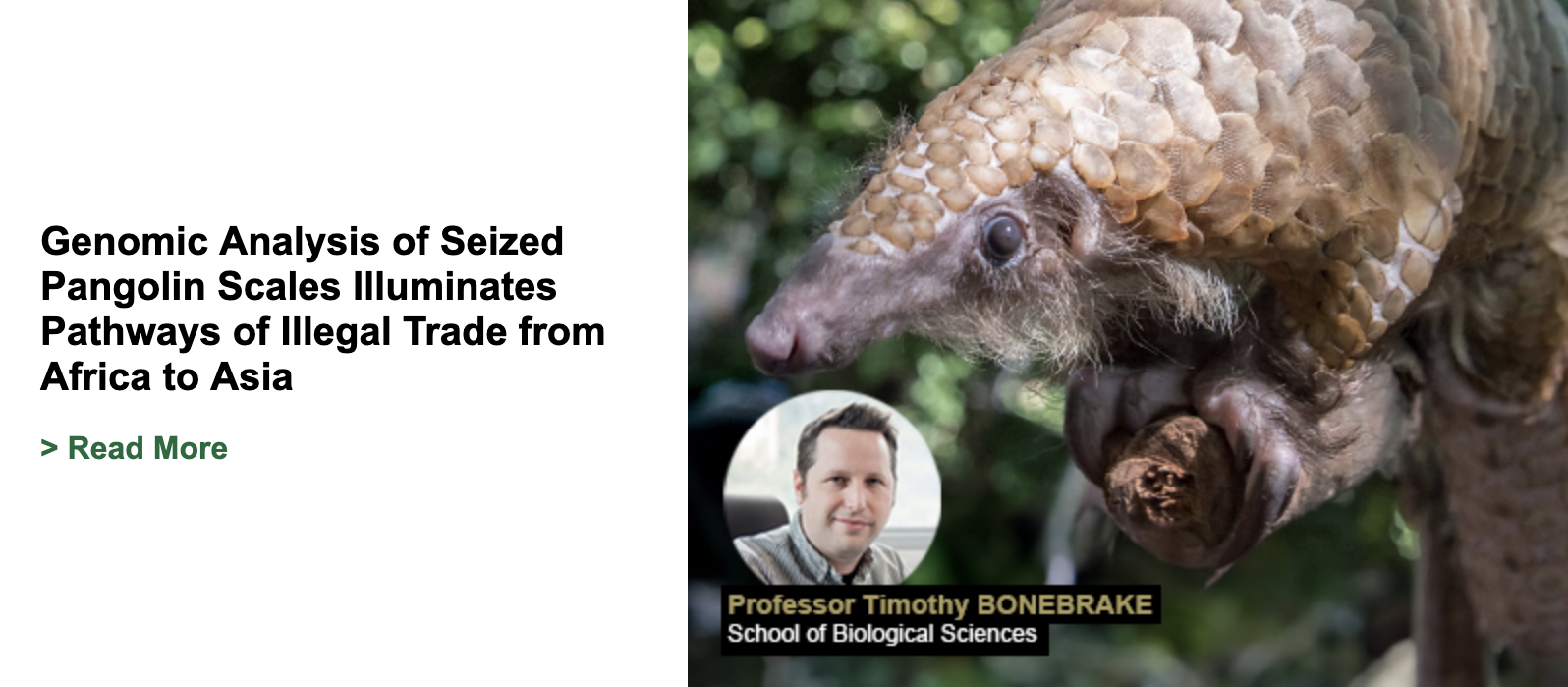 Genomic Analysis of Seized Pangolin Scales Illuminates Pathways of Illegal Trade from Africa to Asia