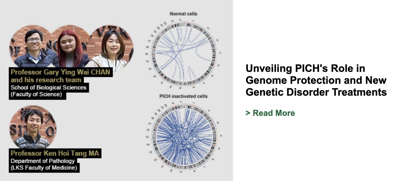 Unveiling PICH's Role in Genome Protection and New Genetic Disorder Treatments