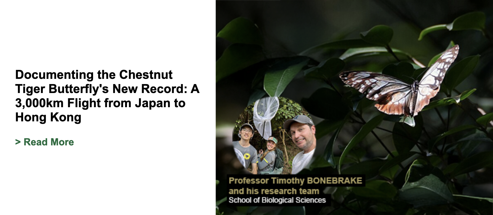Documenting the Chestnut Tiger Butterfly's New Record: A 3,000km Flight from Japan to Hong Kong