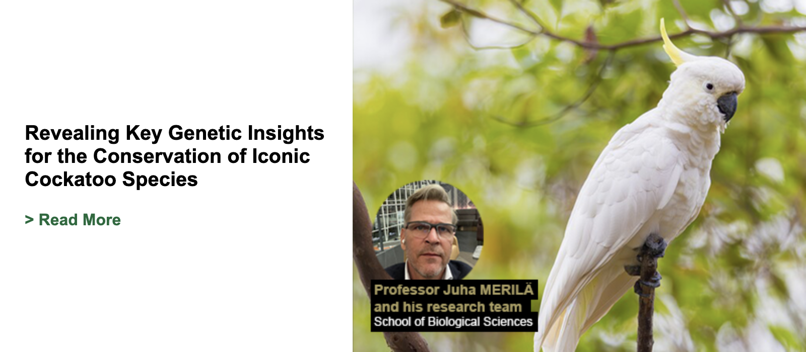Revealing Key Genetic Insights for the Conservation of Iconic Cockatoo Species