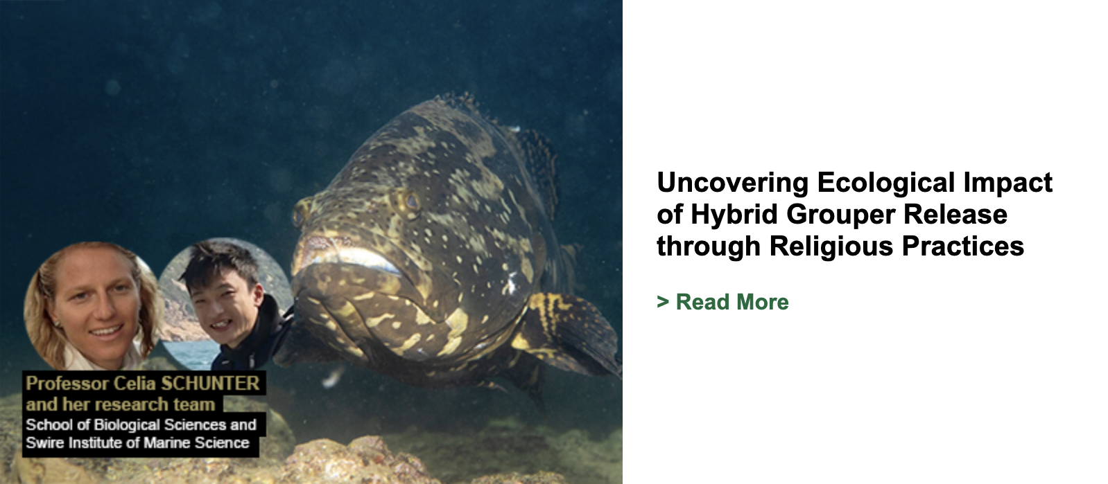 Uncovering Ecological Impact of Hybrid Grouper Release through Religious Practices
