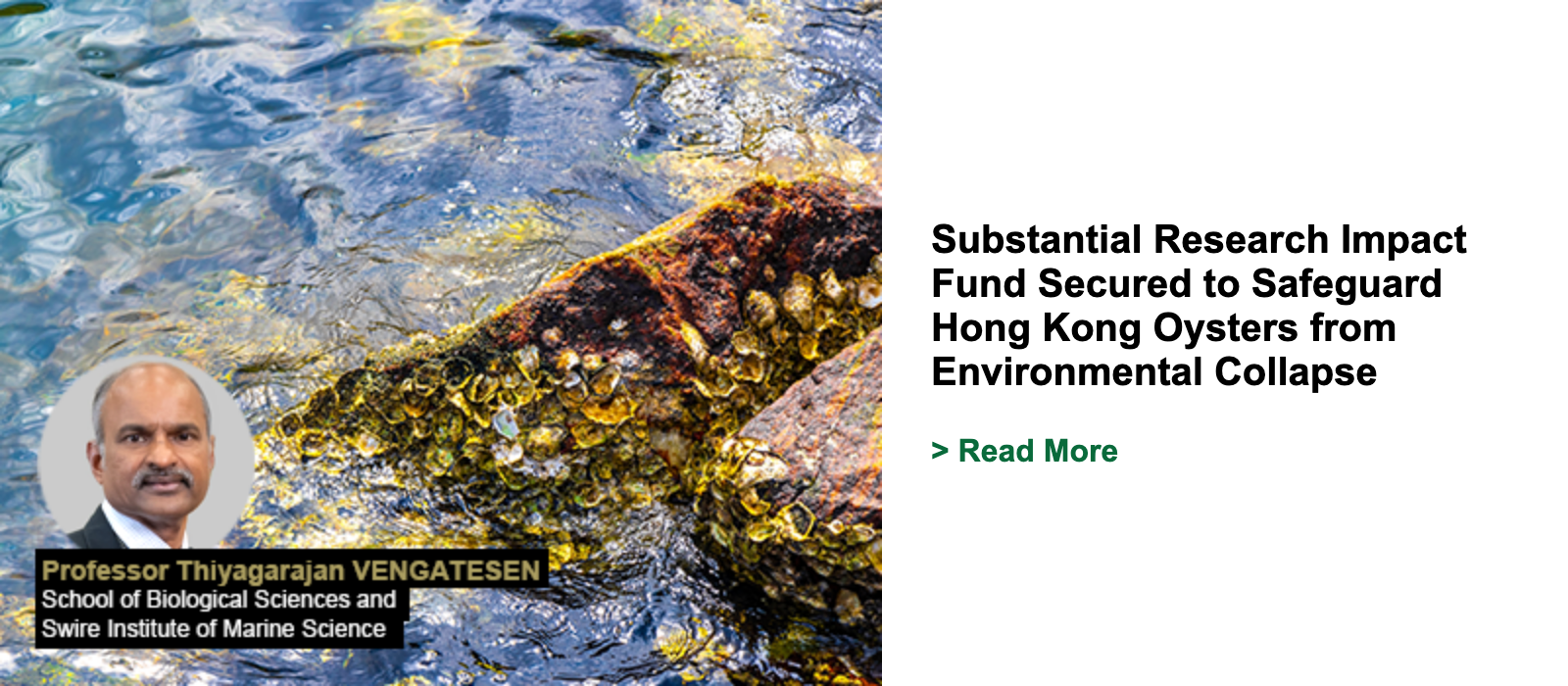 Substantial Research Impact Fund Secured to Safeguard Hong Kong Oysters from Environmental Collapse