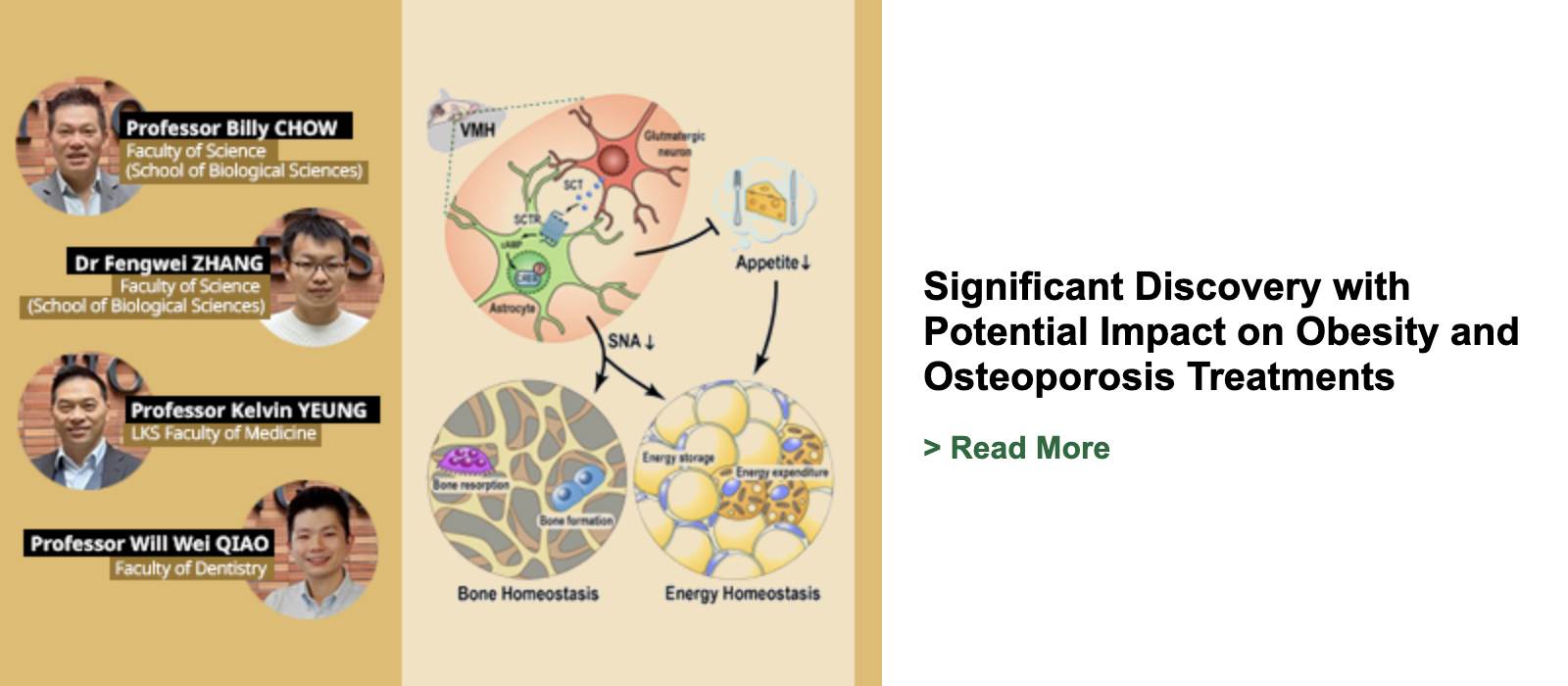 Significant Discovery with Potential Impact on Obesity and Osteoporosis Treatments