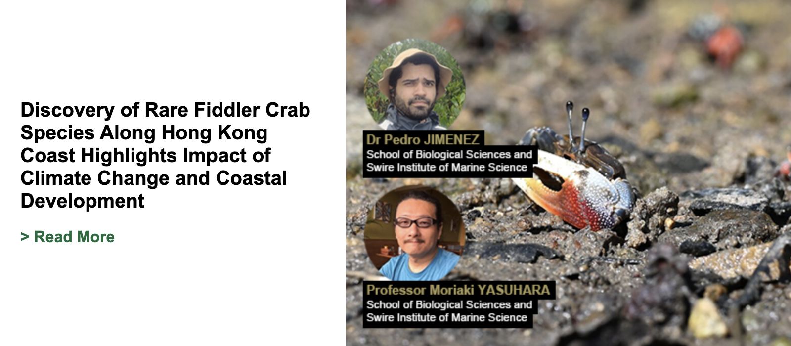 Discovery of Rare Fiddler Crab Species Along Hong Kong Coast Highlights Impact of Climate Change and Coastal Development