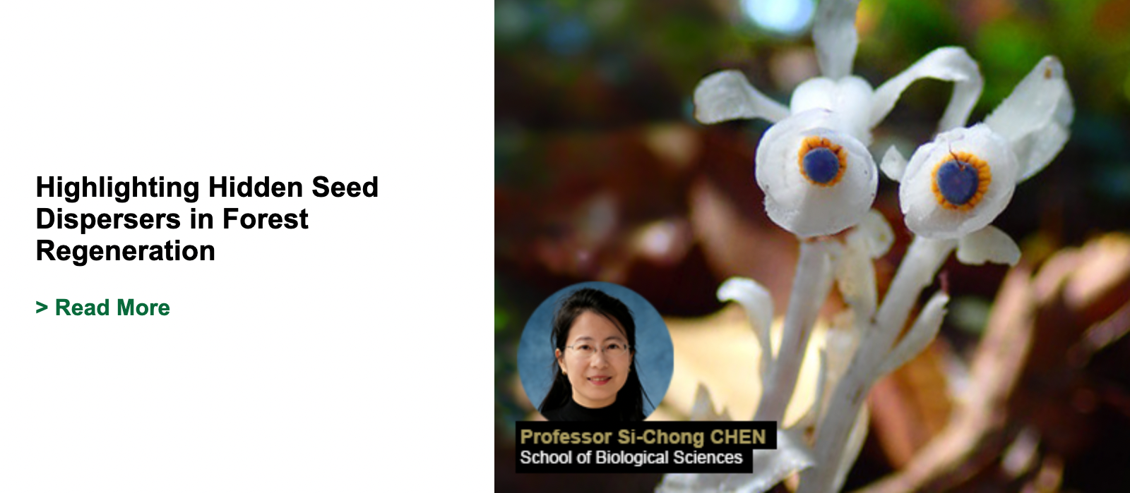 Highlighting Hidden Seed Dispersers in Forest Regeneration