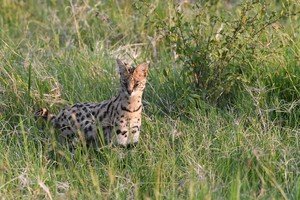 Serval