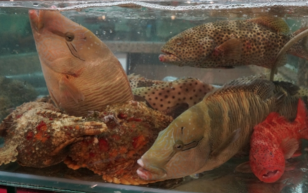 New study sheds light on the dark side of Hong Kong’s most lucrative seafood trade