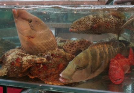 New study sheds light on the dark side of Hong Kong’s most lucrative seafood trade