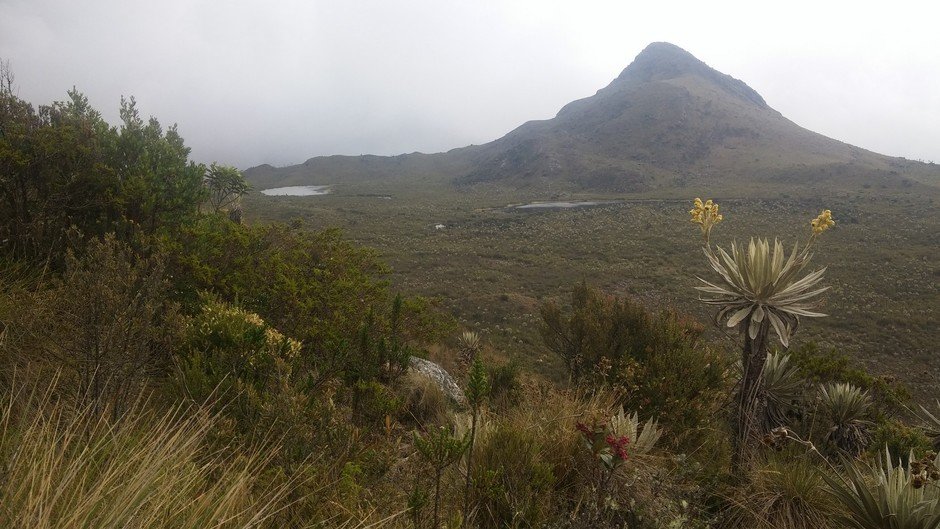 Vegetation along elevation in the Paramo in Colombia (Photo courtesy: Jonathan Lenoir)