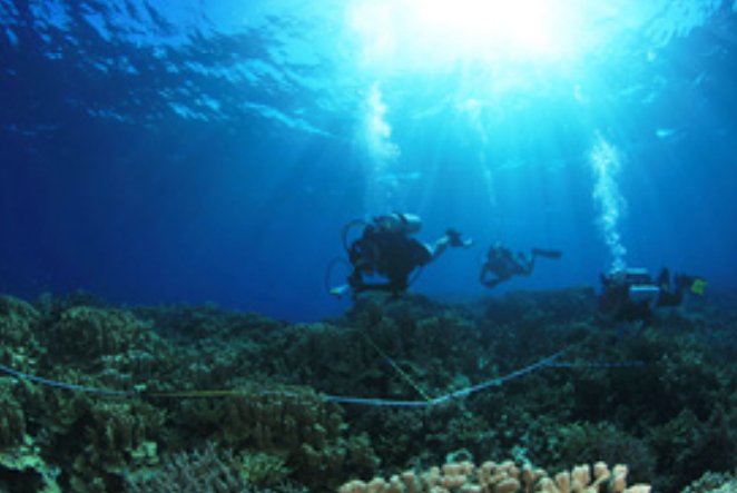 Dr David Baker and his collaborators conducting field work in the sea.