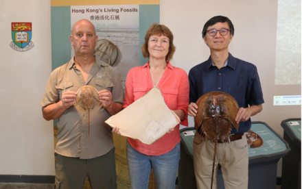 HKU Stephen Hui Geological Museum Exhibition to Launch on Endangered Species Day 2018 “Hong Kong’s Living Fossils” – The Evolution of Horseshoe Crabs