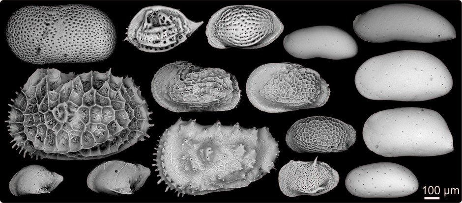 Scanning Electron Microscopy image of selected fossil ostracods from the study site