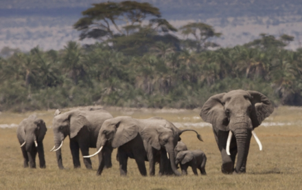Mismatch in Timing of Ivory Bans in China and Hong Kong Undermines the Conservation of African Elephants