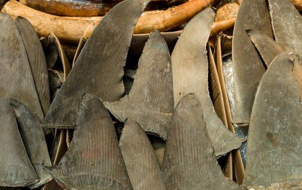 Out of Control Means Off the Menu: HKU-led Study Shows that Shark Fin Trade is Unsustainable