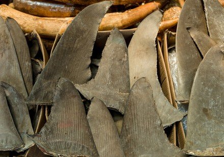 Out of Control Means Off the Menu: HKU-led Study Shows that Shark Fin Trade is Unsustainable