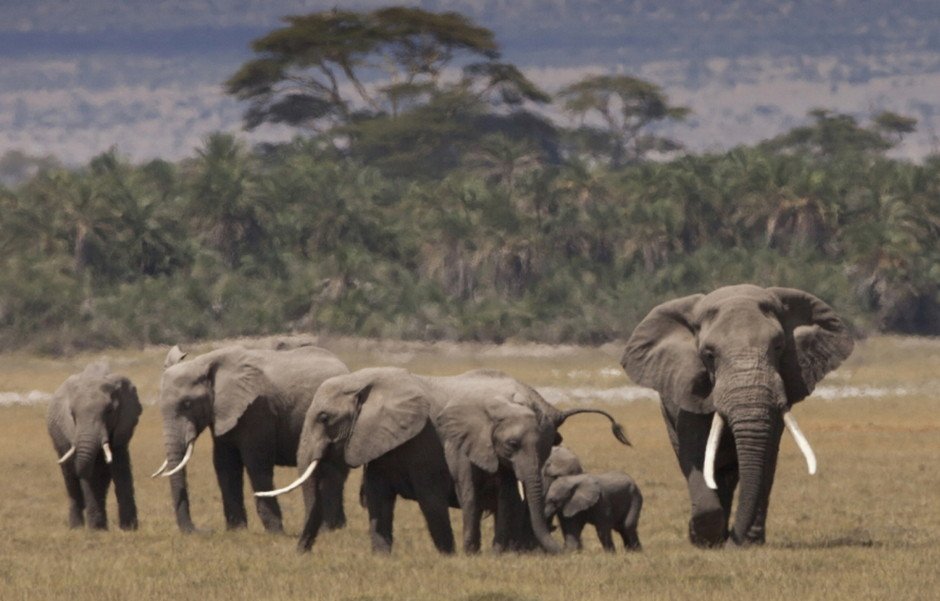 A group of savanna elephants (Loxodonta africana) in Amboseli National Park, Kenya (Photo Credit: Alex Hofford/WildAid)