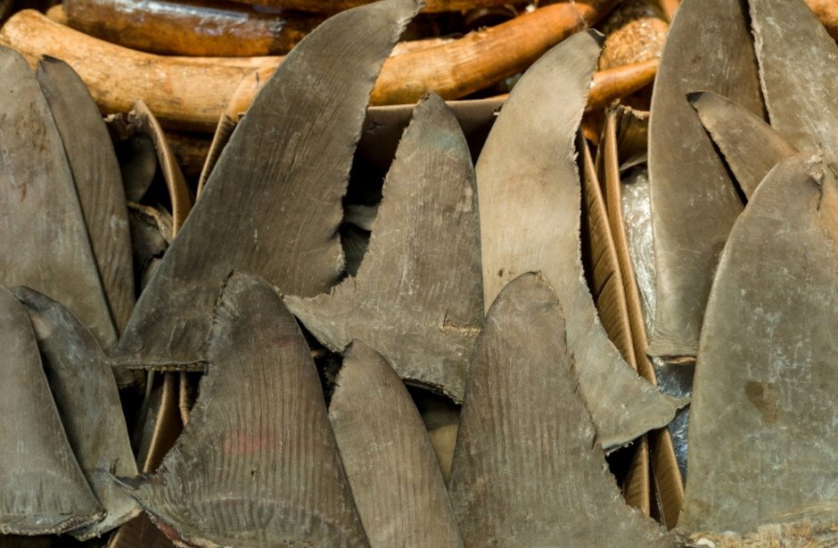 Seized dried shark fins and elephant ivory are displayed during a Hong Kong Customs and Excise Department presentation at Kwai Chung Customhouse in Hong Kong, China, 05 September 2018. (Photo credit: Jerome Favre)