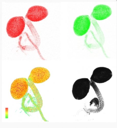 Live images of a plastid-localized ATP sensor in an Arabidopsis seedling.  Red and green panels show the images of the ATP sensor at 470 nm – 507 nm and 526 nm – 545 nm in a 3-day-old seedling. The ratio between both images, which corresponds to ATP conce