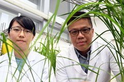 Dr Clive Lo Sze-chung (right) and Dr Lydia Lam of HKU School of Biological Sciences