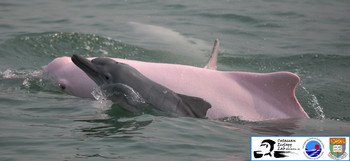 Chinese white dolphin - mother and calf (Photo by Stephen Chan, Cetacean Ecology Lab, SWIMS, HKU). 