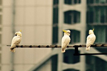 Hong Kong is home to Critically Endangered Yellow-crested Cockatoo (photo credit: Dr Timothy Bonebrake)