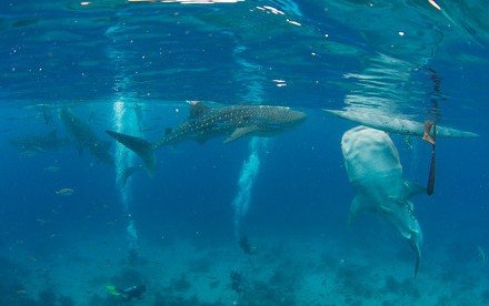 A new study reveals the impacts of whale shark mass tourism on  the coral reefs in Oslob, Cebu, Philippines