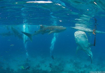 A new study reveals the impacts of whale shark mass tourism on  the coral reefs in Oslob, Cebu, Philippines