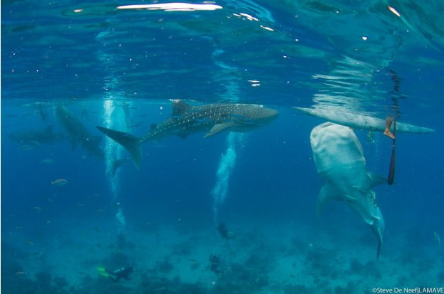 Whale shark getting fed in Tan-awan, Oslob over the shallow reef.  ©LAMAVE
