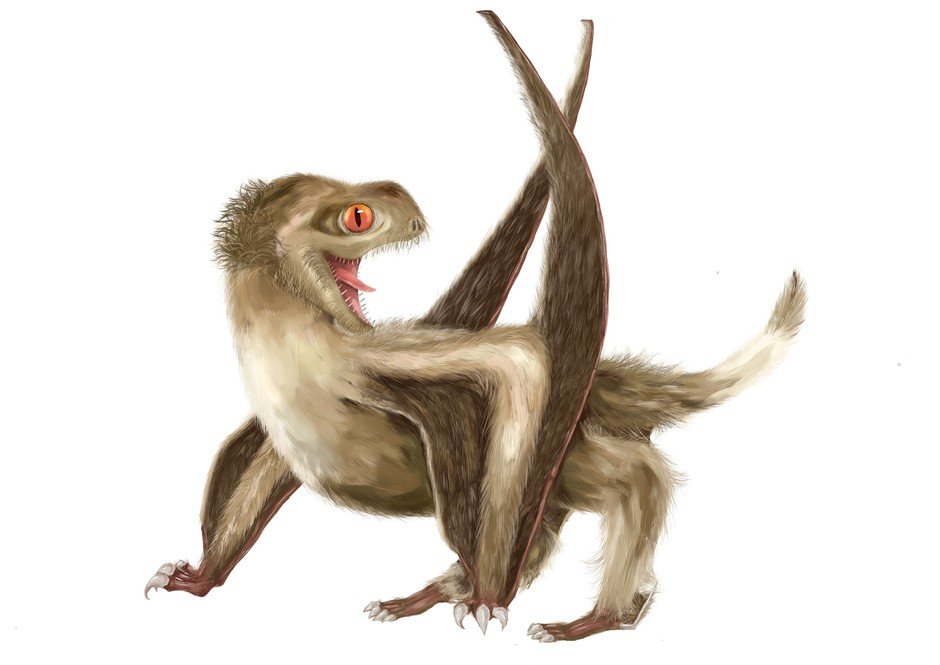 The pterosaur studied has four different feather types over its head, neck, body, and wings, which would have generally had a ginger-brown colour. Reconstruction by Yuan Zhang.