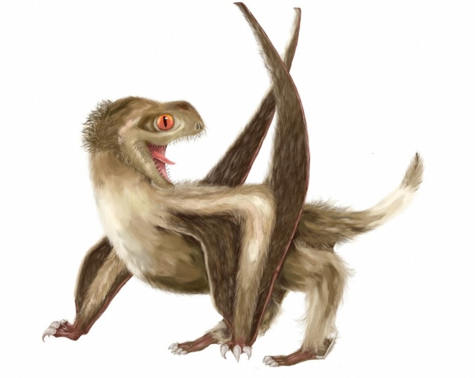 The pterosaur studied has four different feather types over its head, neck, body, and wings, which would have generally had a ginger-brown colour. (Reconstruction by Yuan Zhang)