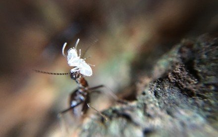 HKU’s Co-led Study Revealed: Termites Mitigate Effects of Drought in Tropical Rainforest