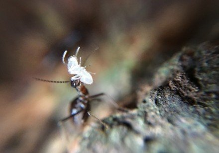 HKU’s Co-led Study Revealed: Termites Mitigate Effects of Drought in Tropical Rainforest