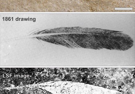 HKU imaging technology shows first discovered fossil feather  did not belong to iconic bird Archaeopteryx