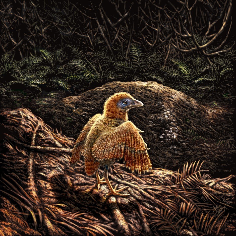 A bird hatchling leaving its nest shortly after birth ~125 million years ago. Image Credit: Julius T Csotonyi / HKU Vertebrate Palaeontology Laboratory.