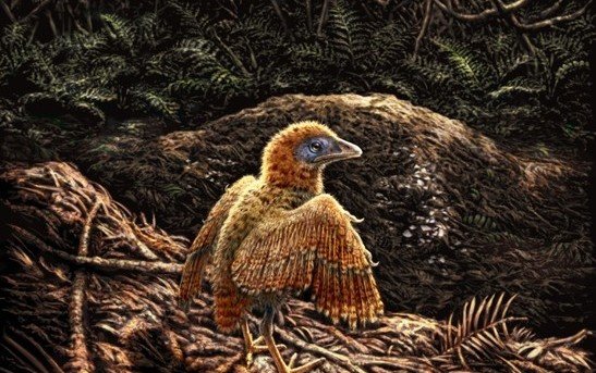 A bird hatchling leaving its nest shortly after birth